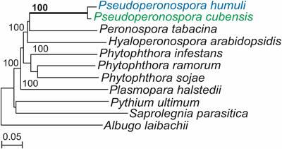 The Effector Repertoire of the Hop Downy Mildew Pathogen Pseudoperonospora humuli